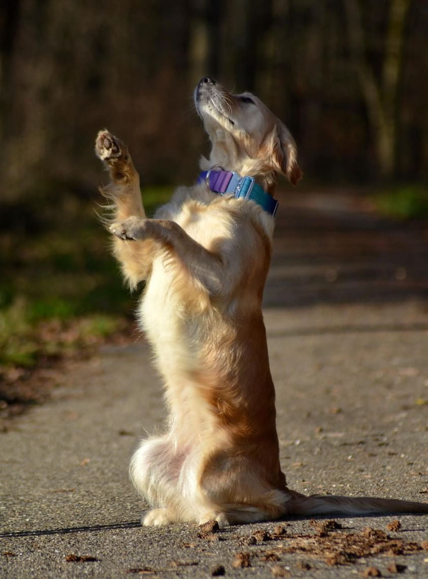 Hochwertiges taktisches Hundehalsband Violett-Blau Größe S