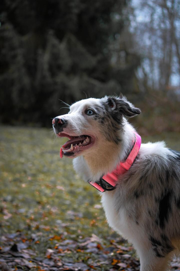 Collare tattico per cani di alta qualità rosa fluo taglia M