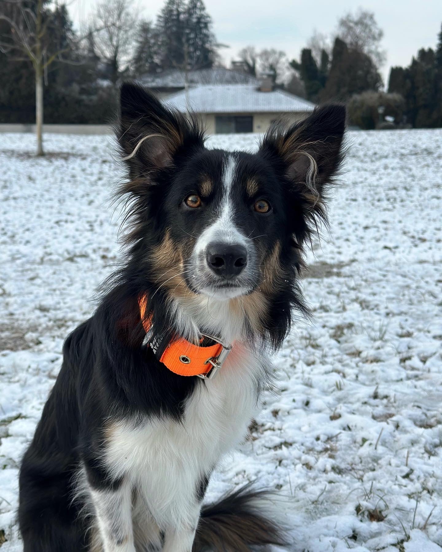 Hochwertiges Basic Hundehalsband Neonorange Größe M