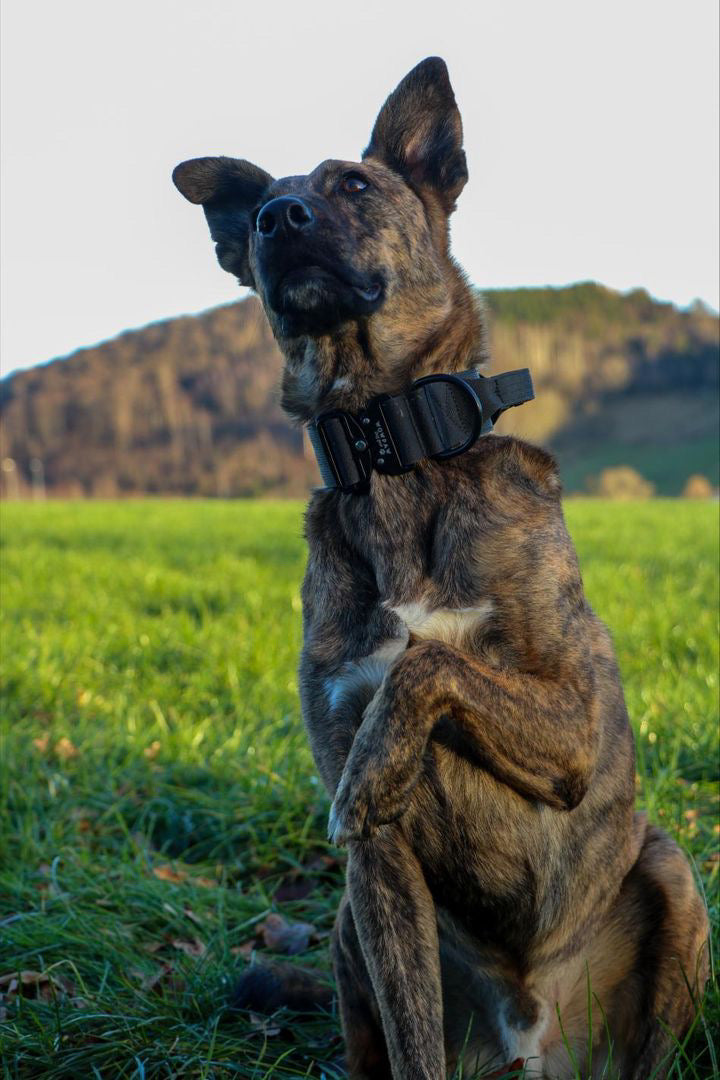 Hochwertiges taktisches Hundehalsband Schwarz Größe M