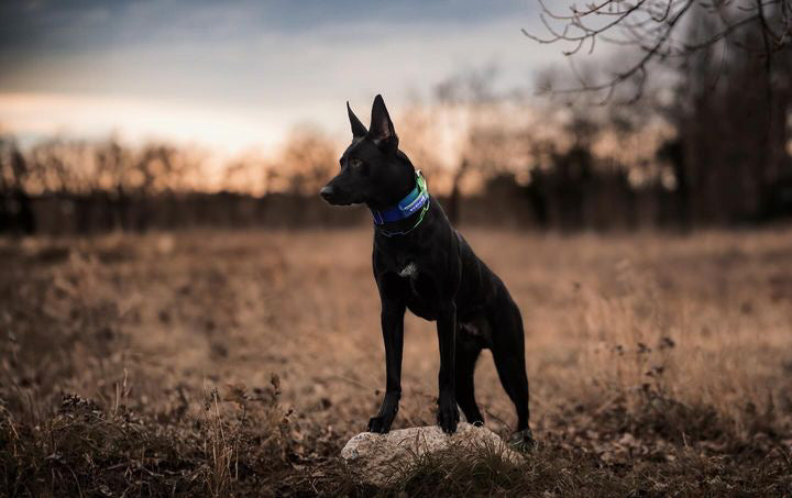 Hochwertiges taktisches Hundehalsband GrünBlau Größe S