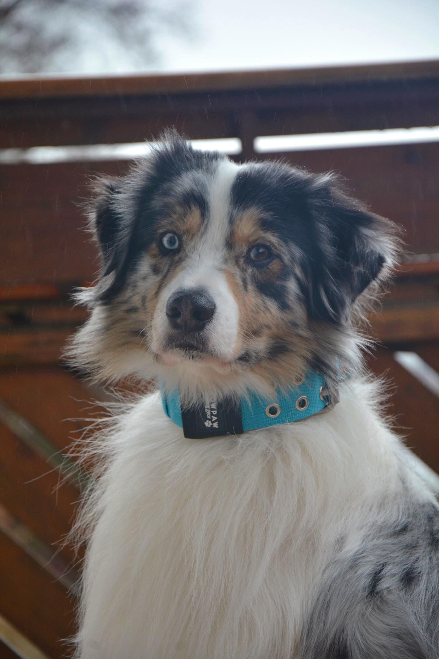 Hochwertiges Sporting Hundehalsband Hellblau Größe M