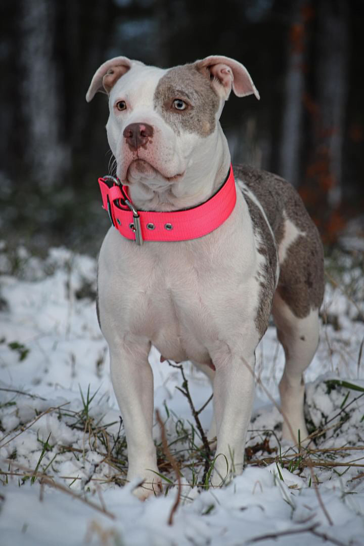 Collare per cani basic di alta qualità rosa fluo taglia M