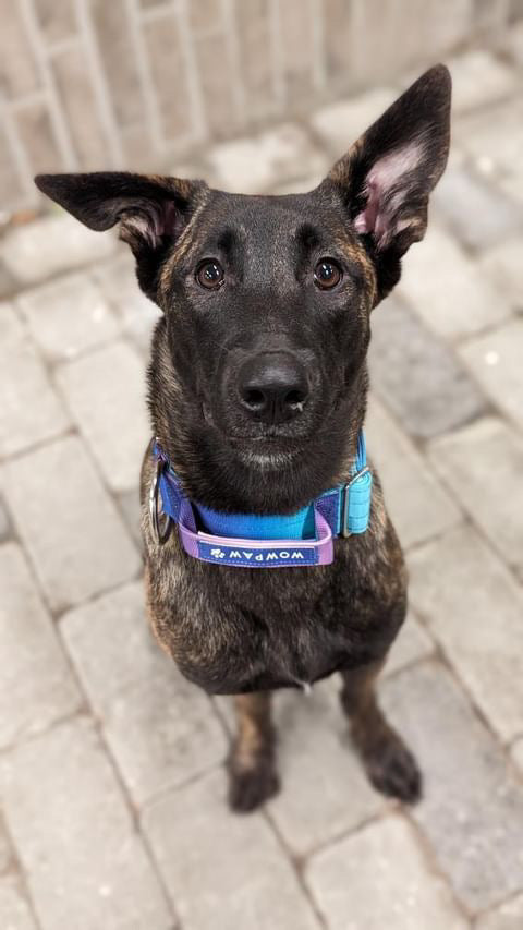 Hochwertiges taktisches Hundehalsband Violett-Blau Größe S