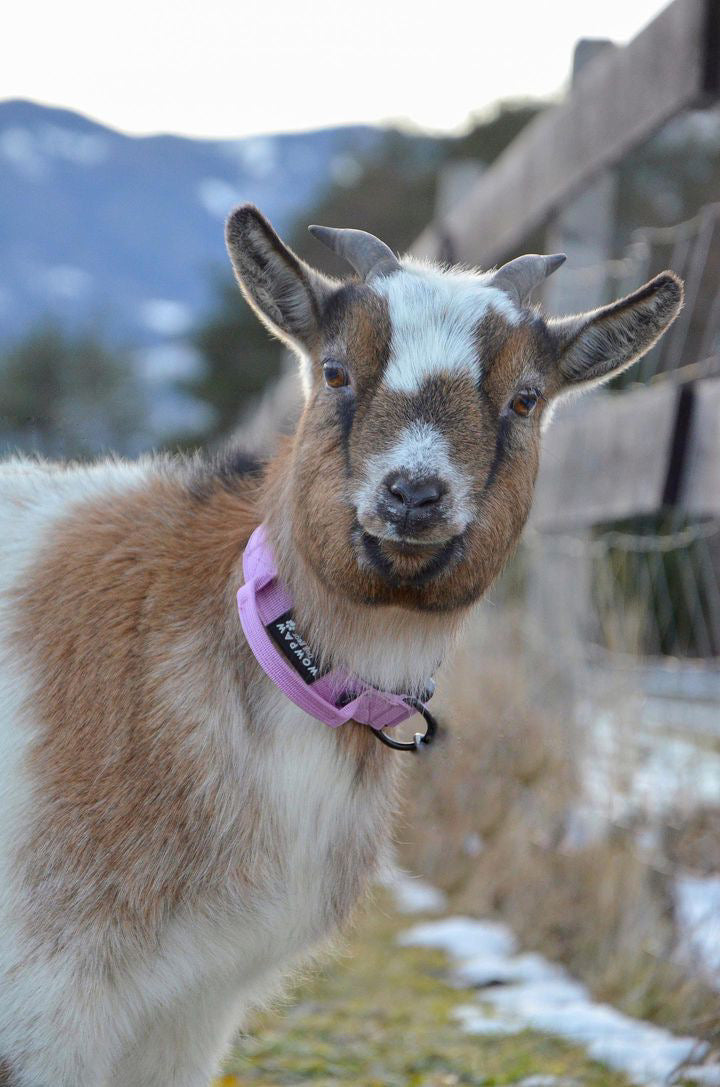 Collare per cani tattico di alta qualità 2,5 cm viola chiaro taglia XS