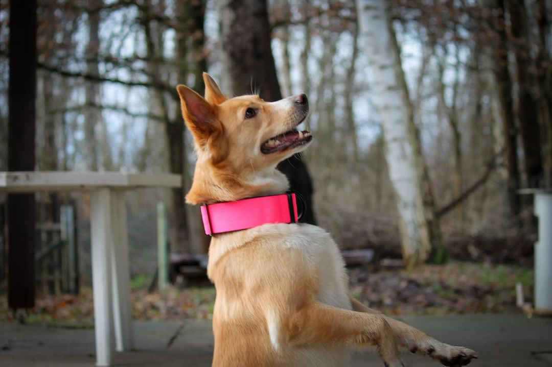 Collare tattico per cani di alta qualità rosa fluo taglia M