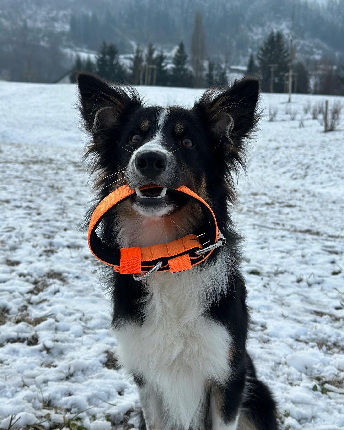 Hochwertiges Basic Hundehalsband Neonorange Größe S