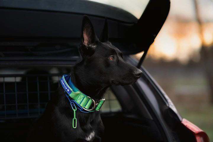 Hochwertiges taktisches Hundehalsband GrünBlau Größe M