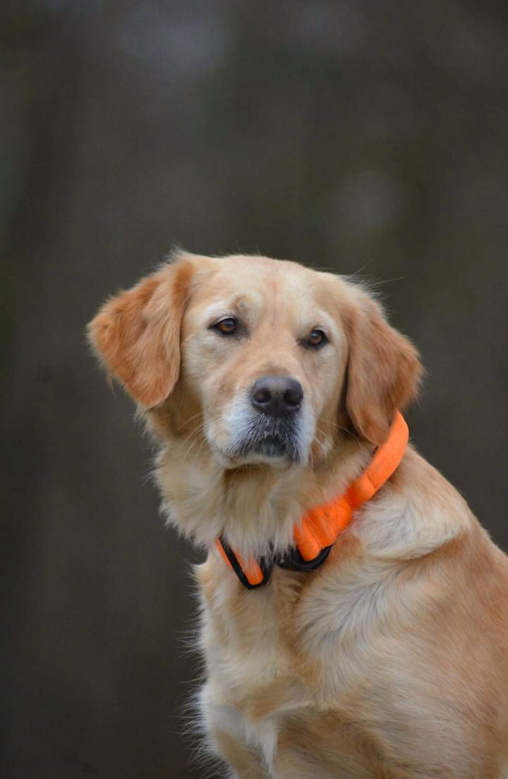 Hochwertiges taktisches Hundehalsband Neonorange Größe S