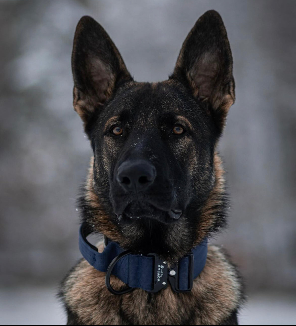 Collare tattico per cani di alta qualità blu navy taglia M