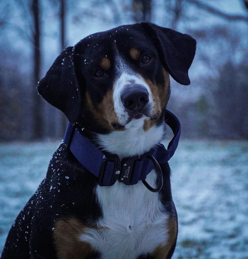 Collare tattico per cani di alta qualità blu navy taglia M