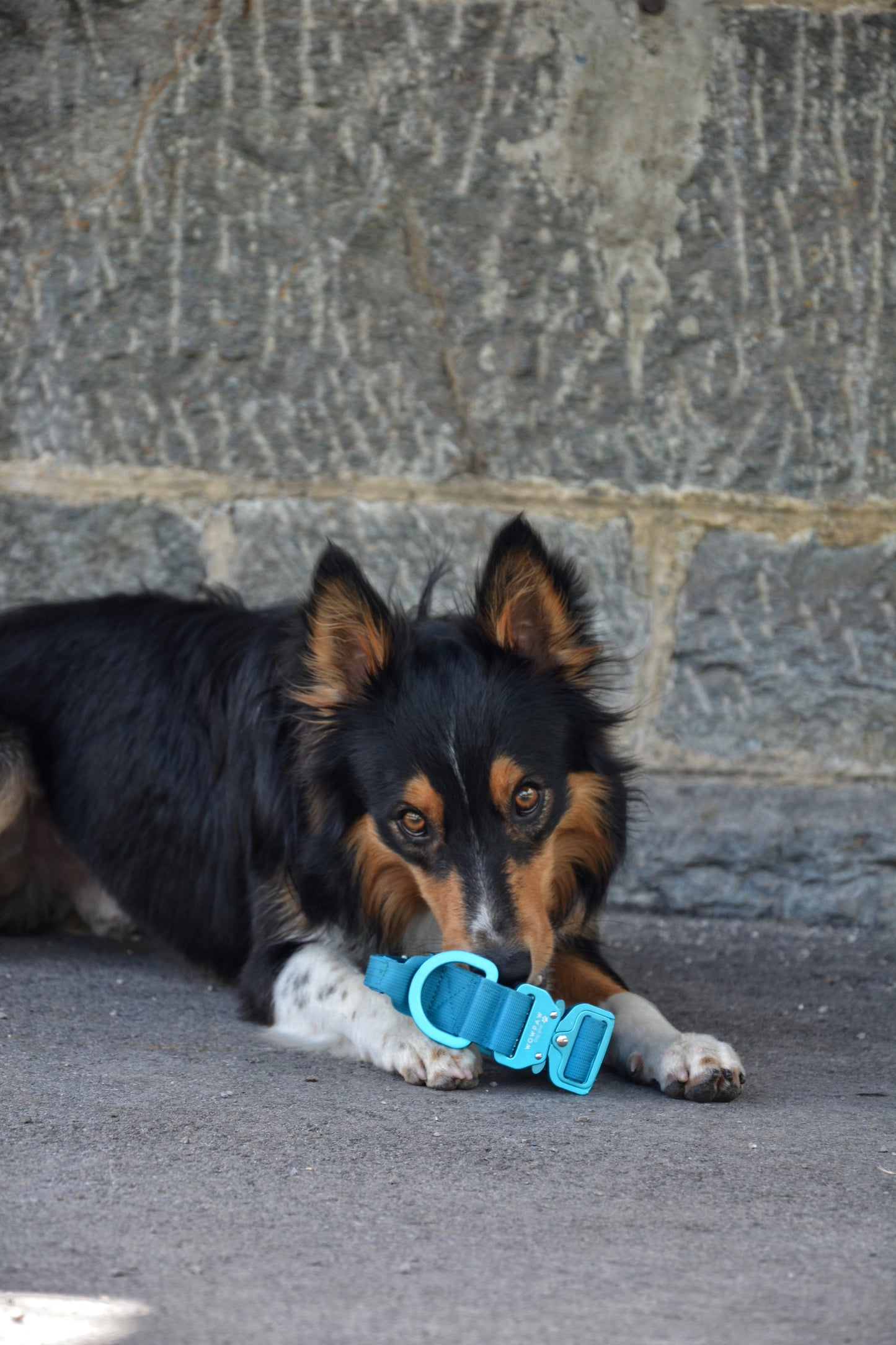 Hochwertiges taktisches Hundehalsband 3,8cm ULTRA LIGHT Hellblau Edition Größe S