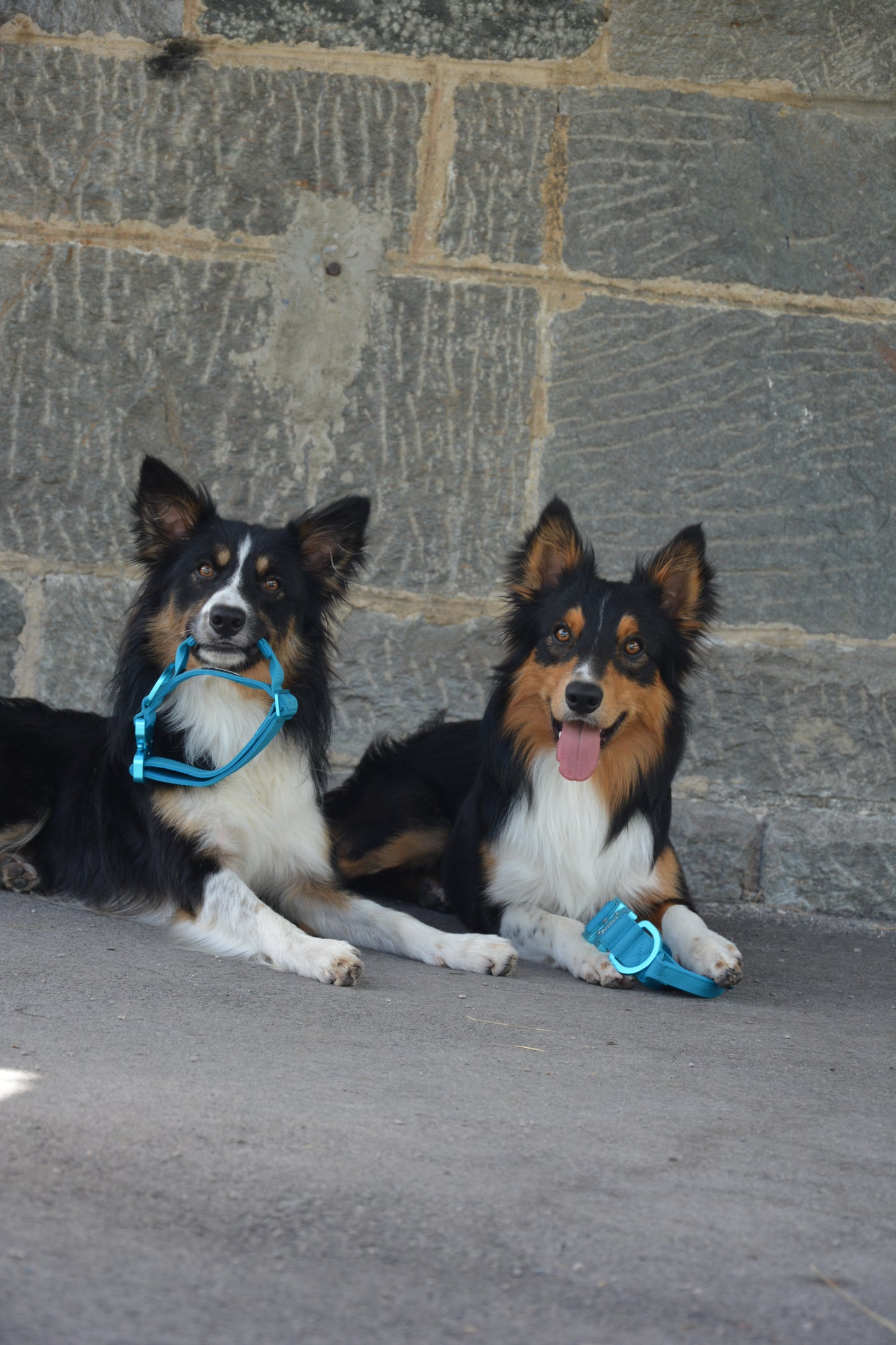 Hochwertiges taktisches Hundehalsband 3,8cm ULTRA LIGHT Hellblau Edition Größe S