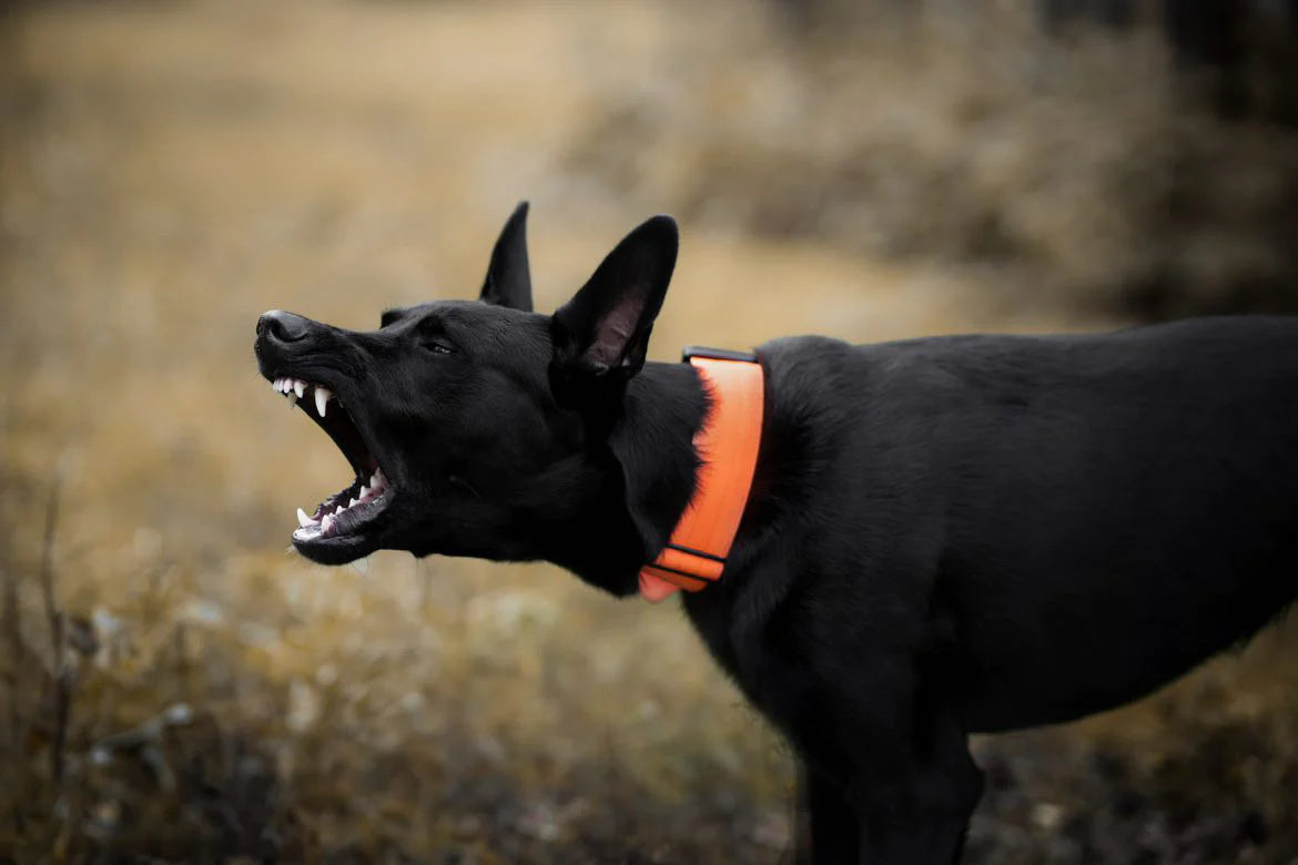 Collare tattico per cani di alta qualità arancione neon taglia M