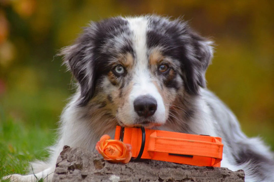 Collare tattico per cani di alta qualità arancione neon taglia M