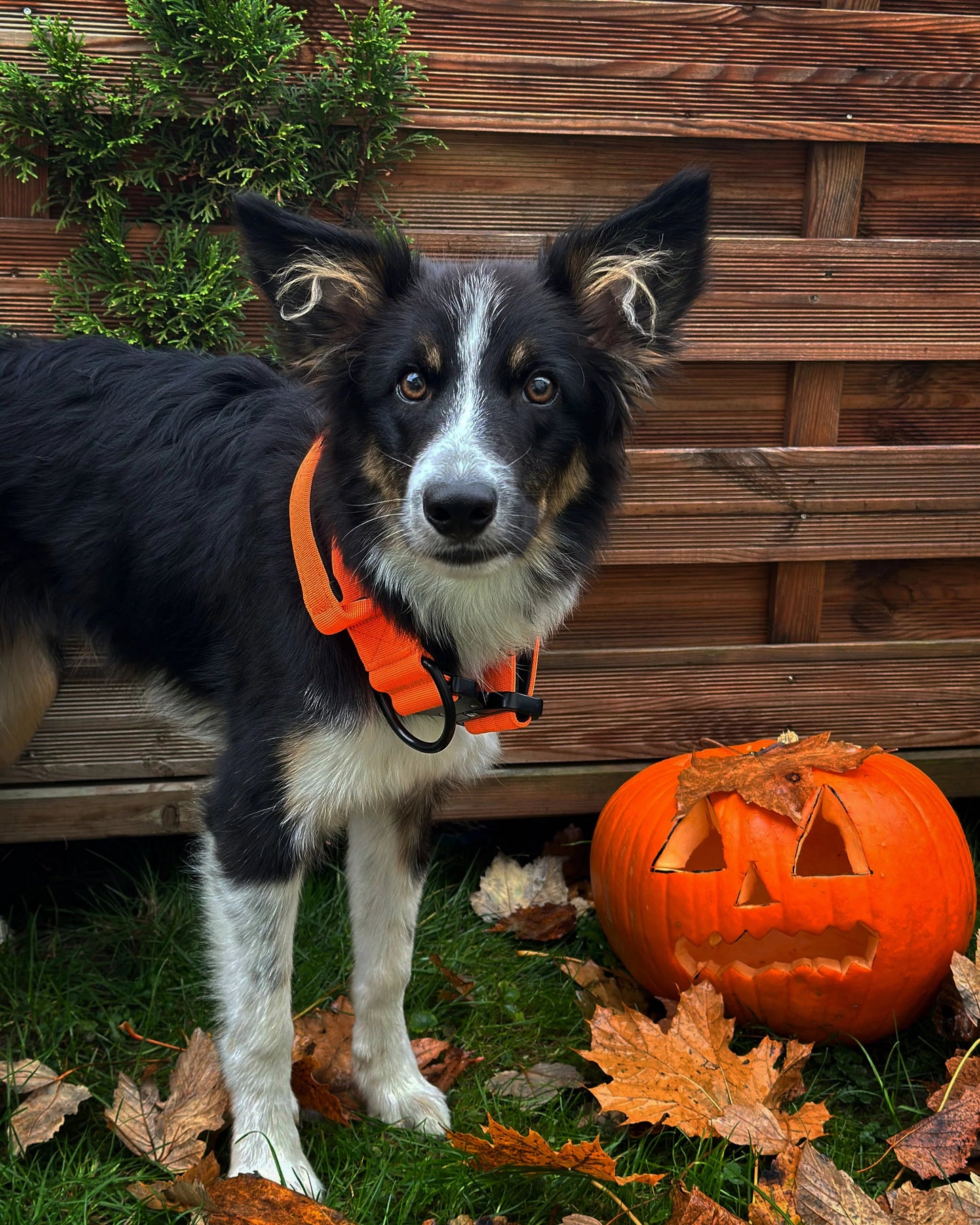 Collare tattico per cani di alta qualità arancione neon taglia M