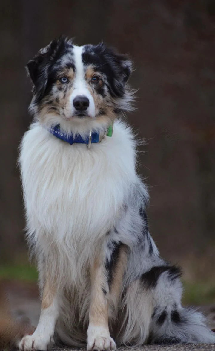 Hochwertiges taktisches Hundehalsband GrünBlau Größe S