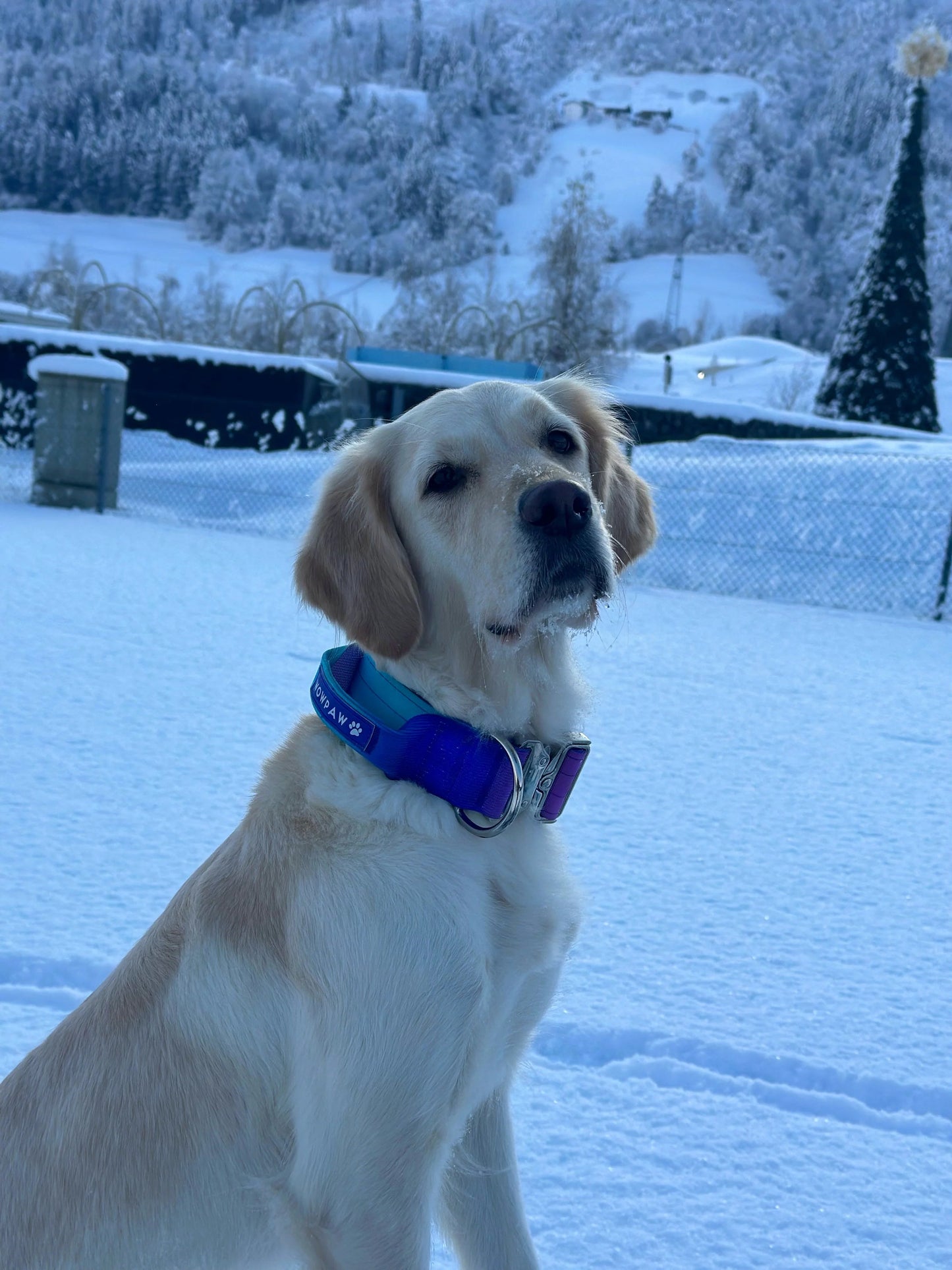 Hochwertiges taktisches Hundehalsband Violett-Blau Größe S