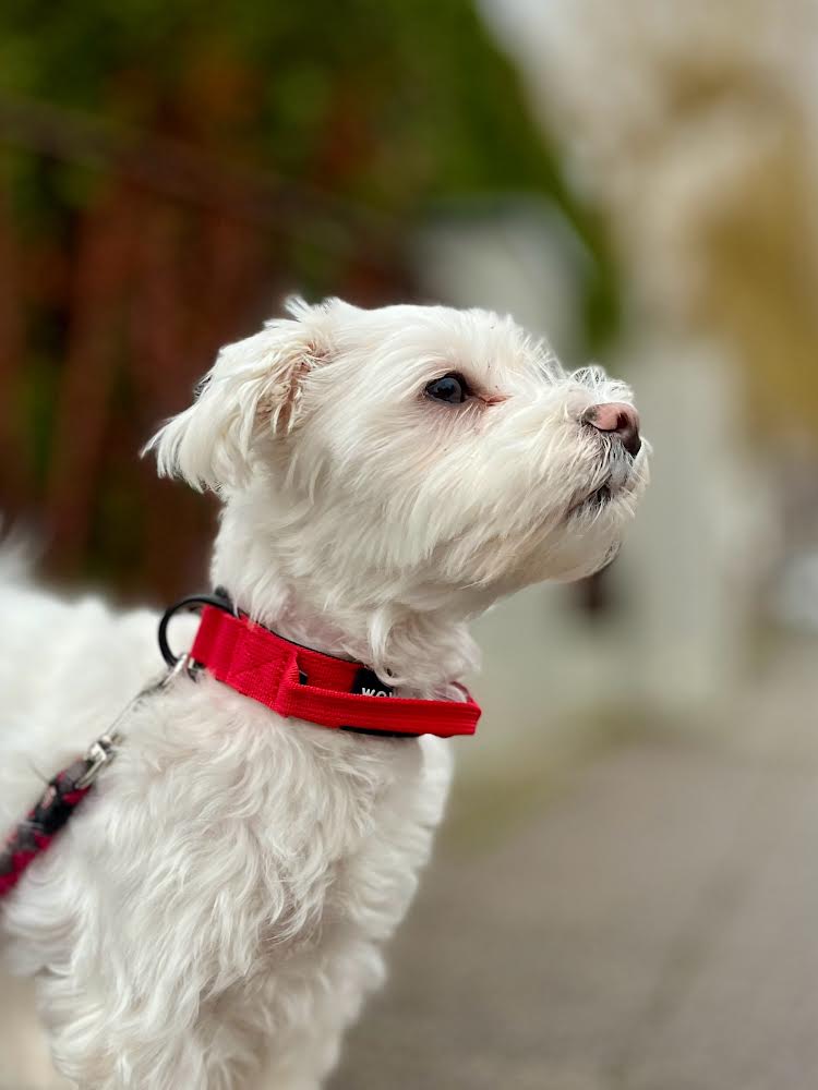 Collare per cani tattico di alta qualità 2,5 cm rosso taglia XS