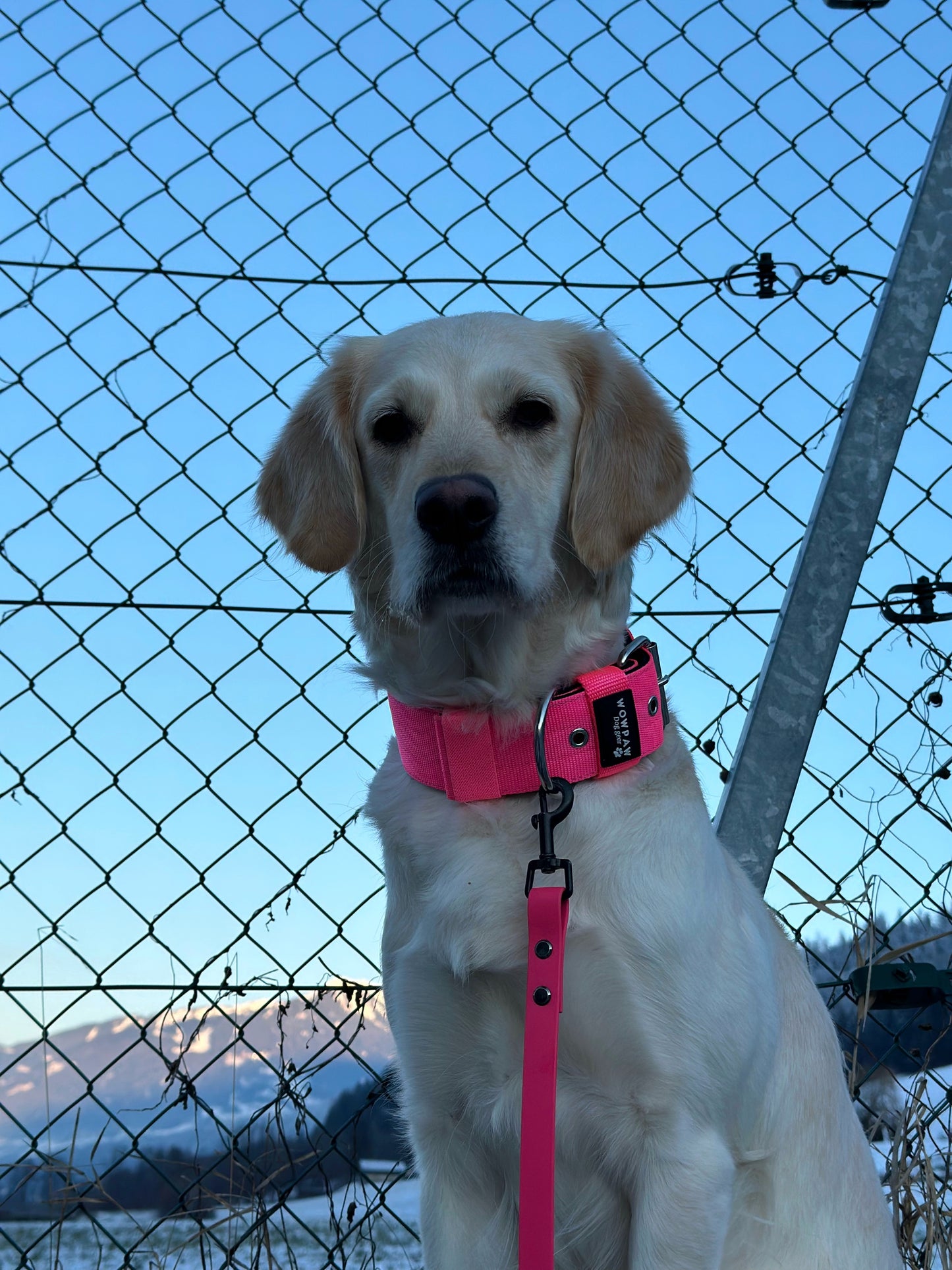 Collare per cani basic di alta qualità rosa fluo taglia M