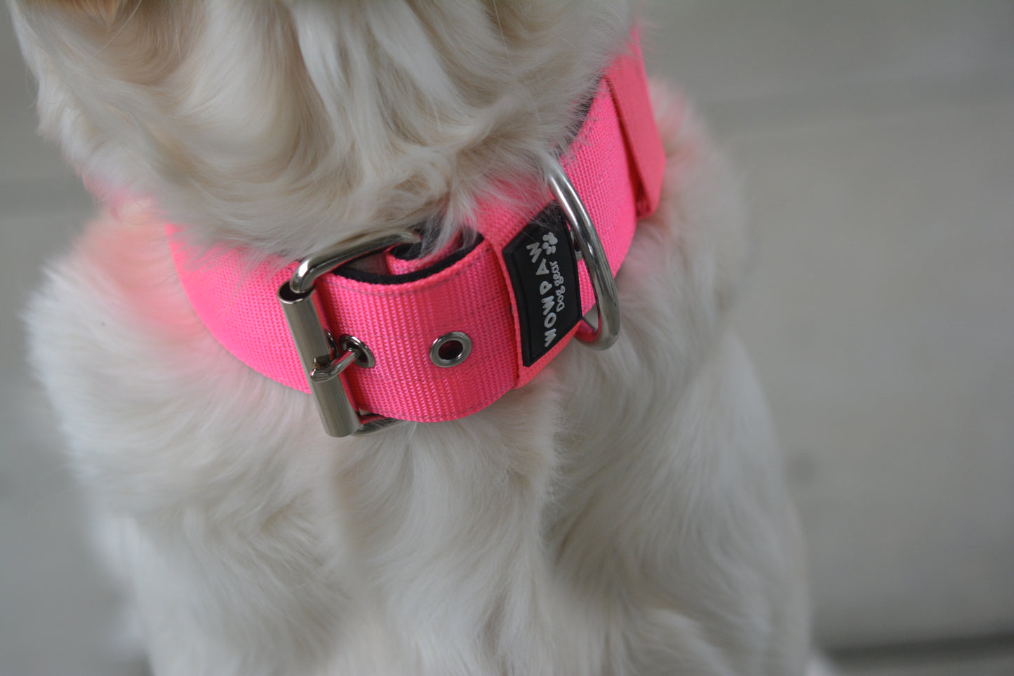 Collare per cani basic di alta qualità rosa fluo taglia M