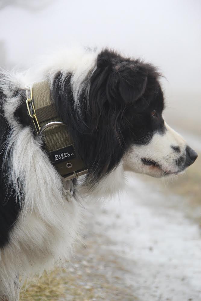 Hochwertiges Basic Hundehalsband Oliv  Größe S