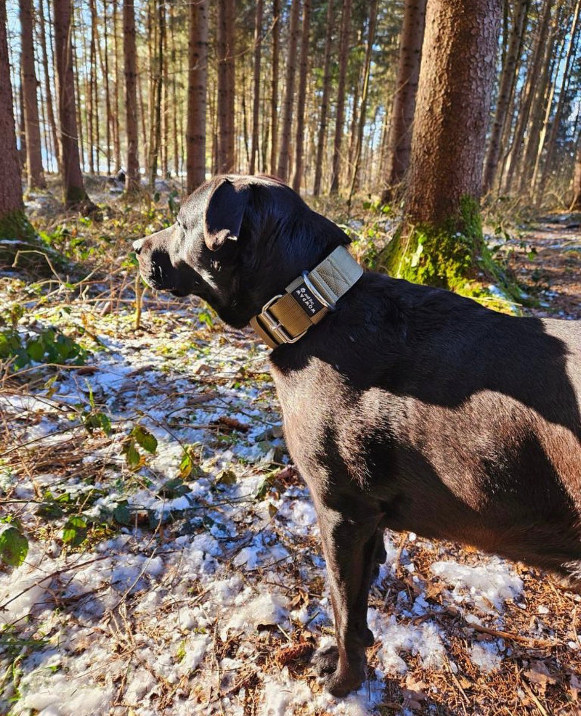 Hochwertiges Basic Hundehalsband Oliv  Größe S