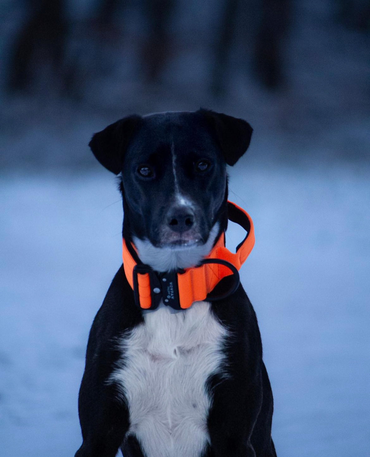 Collare tattico per cani di alta qualità arancione neon taglia M