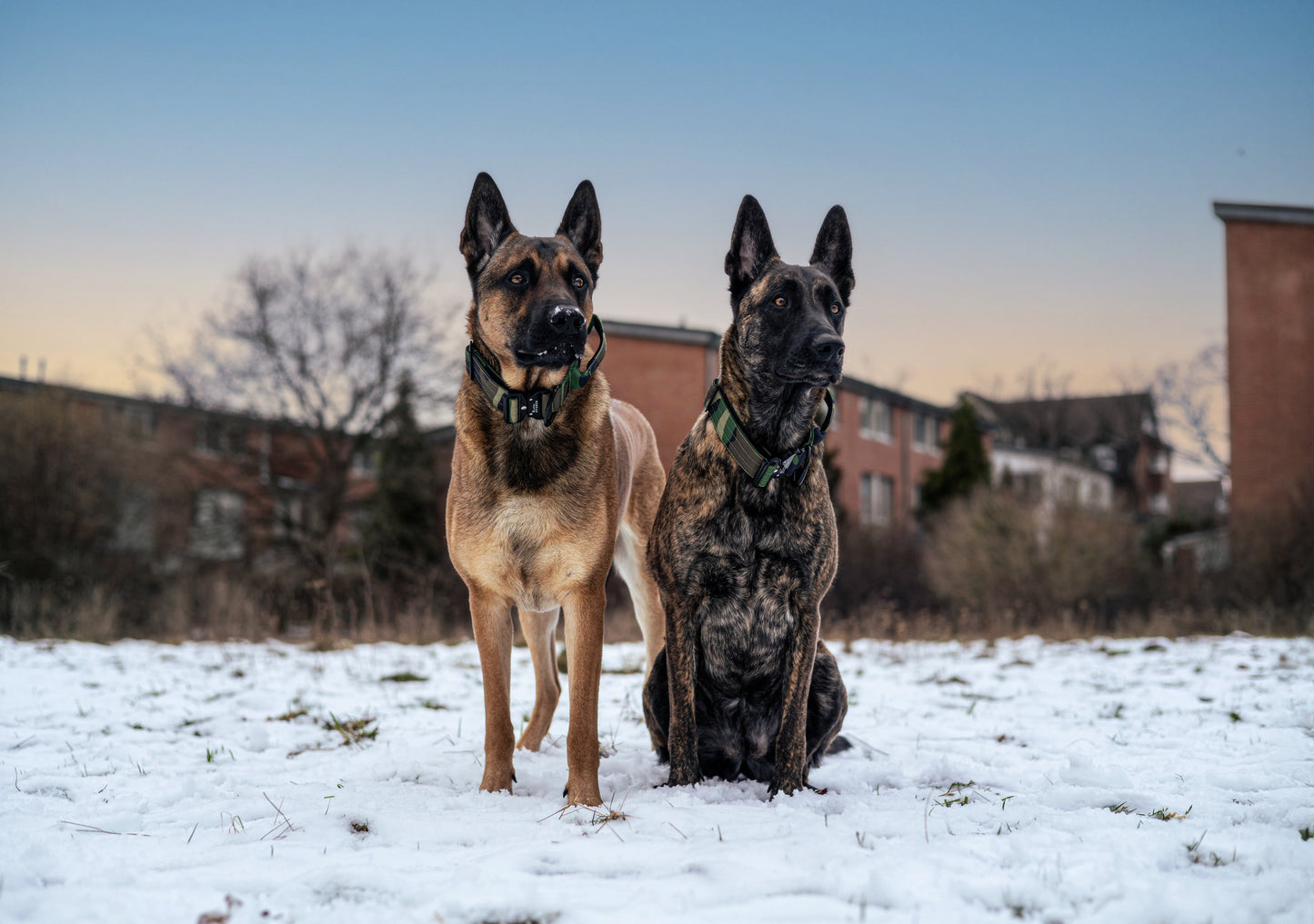 Collare per cani tattico di alta qualità verde militare mimetico taglia S