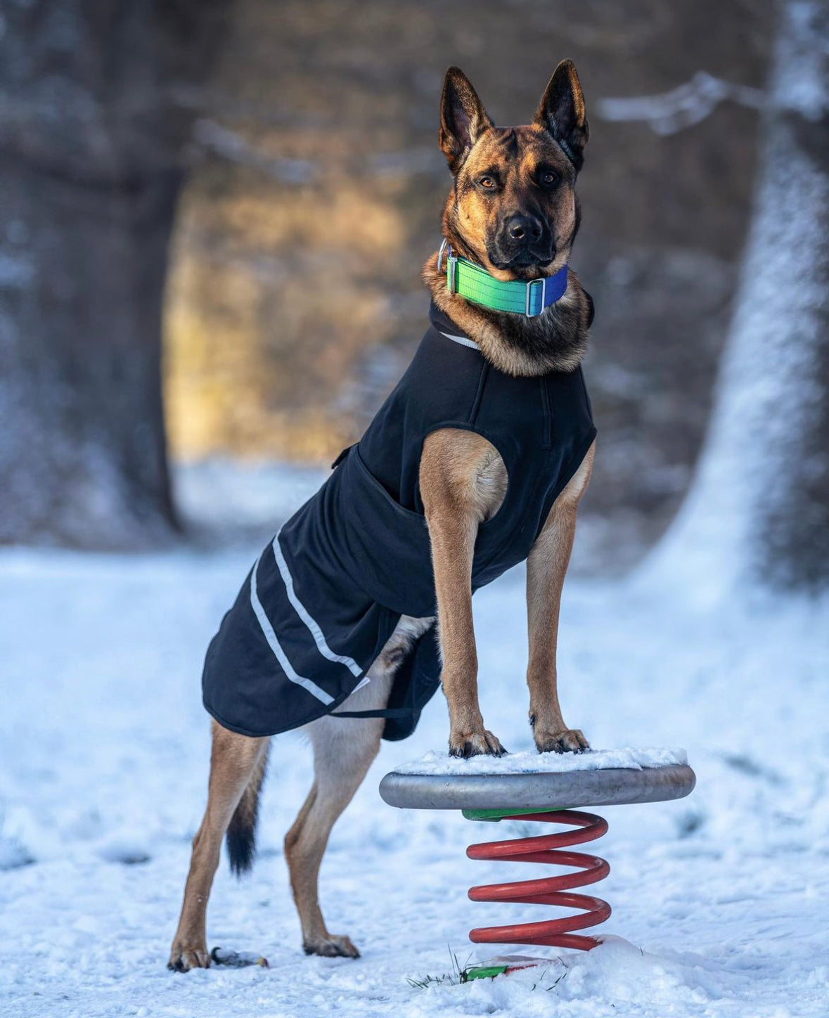 Hochwertiges taktisches Hundehalsband GrünBlau Größe S