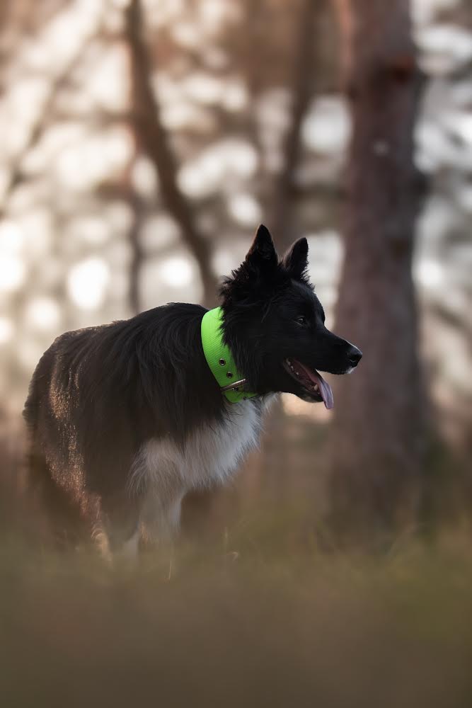 Hochwertiges Basic Hundehalsband Neongrün Größe S