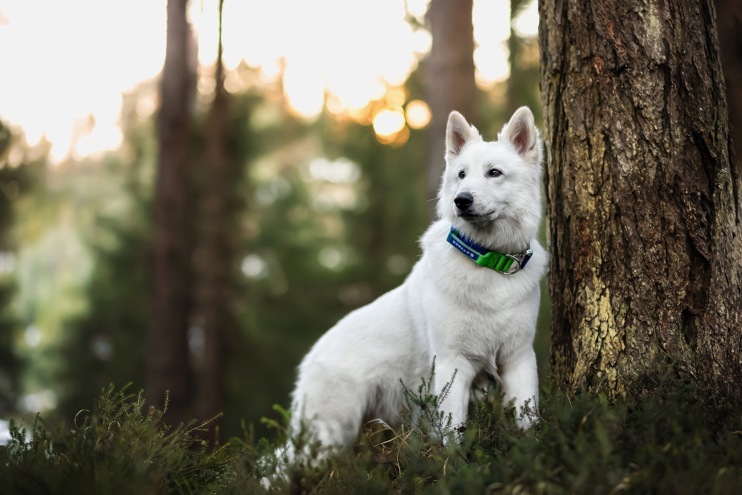 Hochwertiges taktisches Hundehalsband GrünBlau Größe M