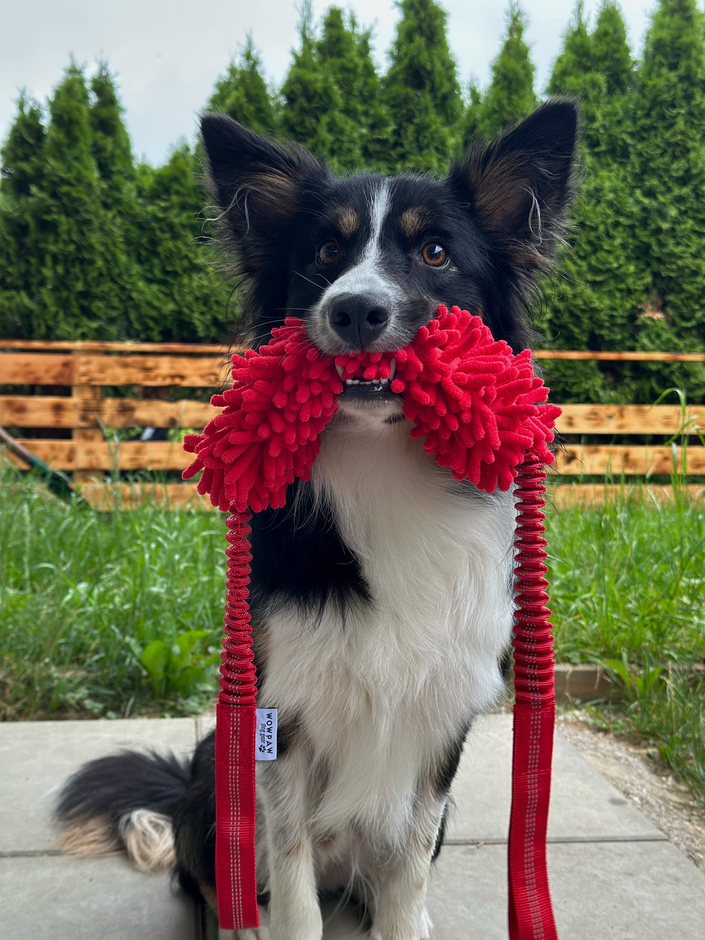 Bungee Zergel mit 2 Handschlaufen Rot und Pink