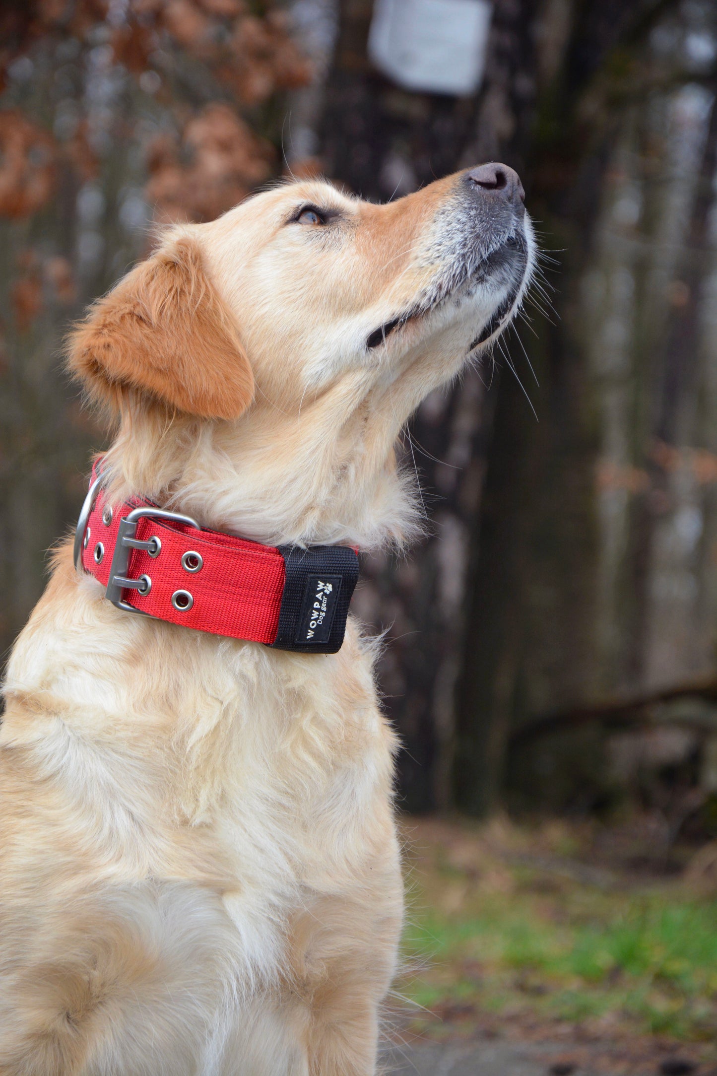 Hochwertiges Sporting Hundehalsband  Rot Größe S