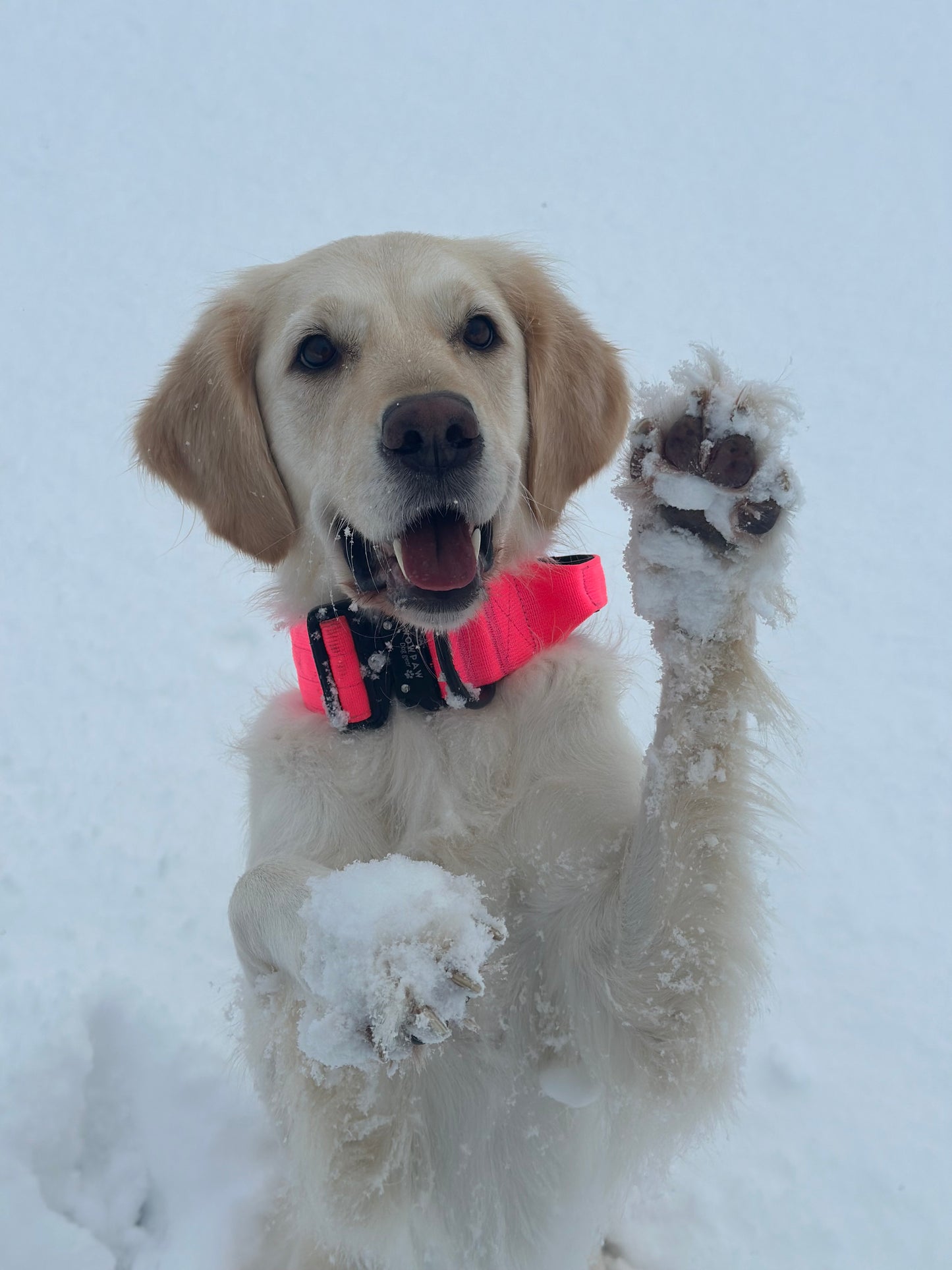 Collare tattico per cani di alta qualità rosa fluo taglia M