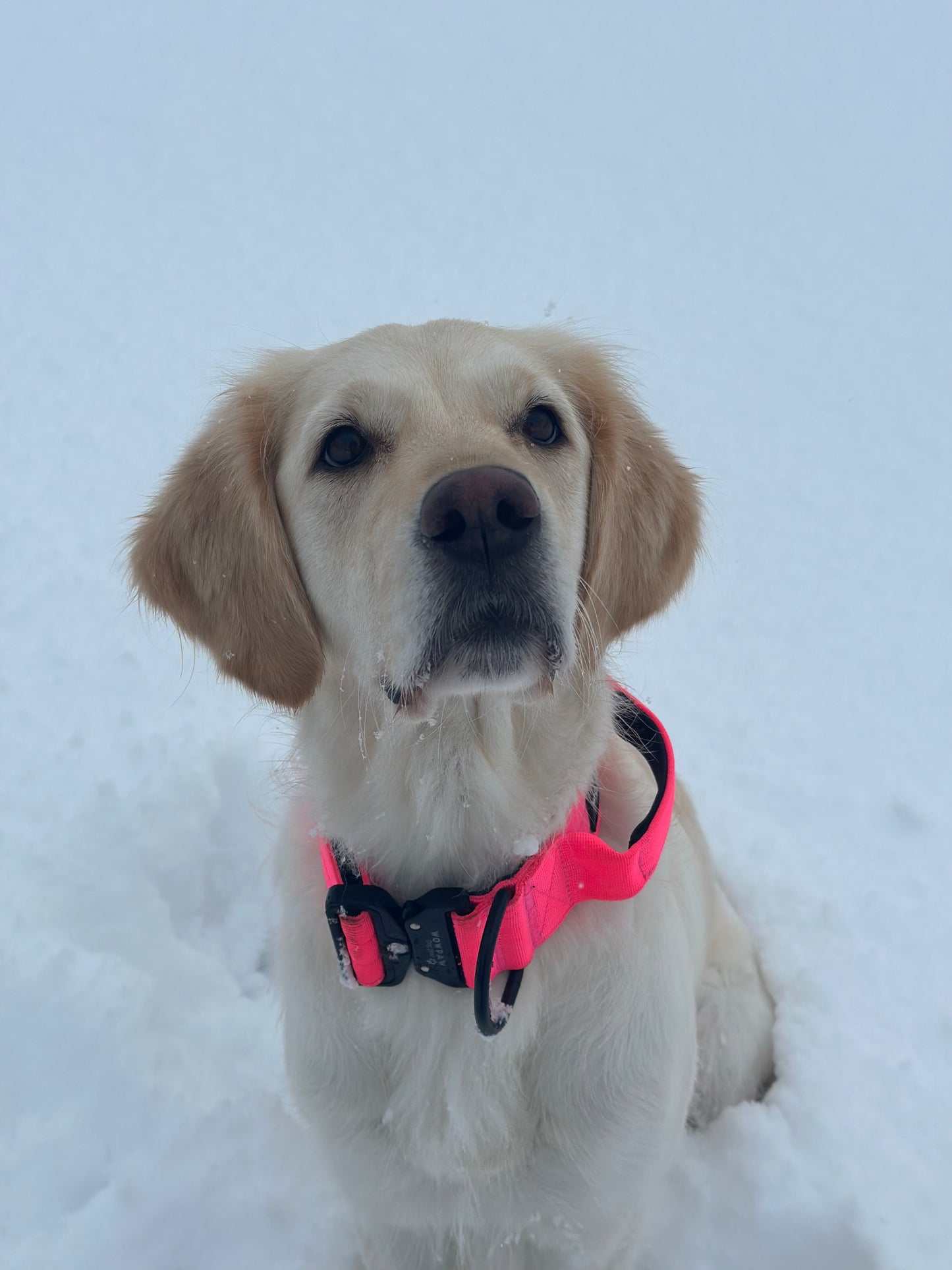 Hochwertiges taktisches Hundehalsband Neonpink Größe S