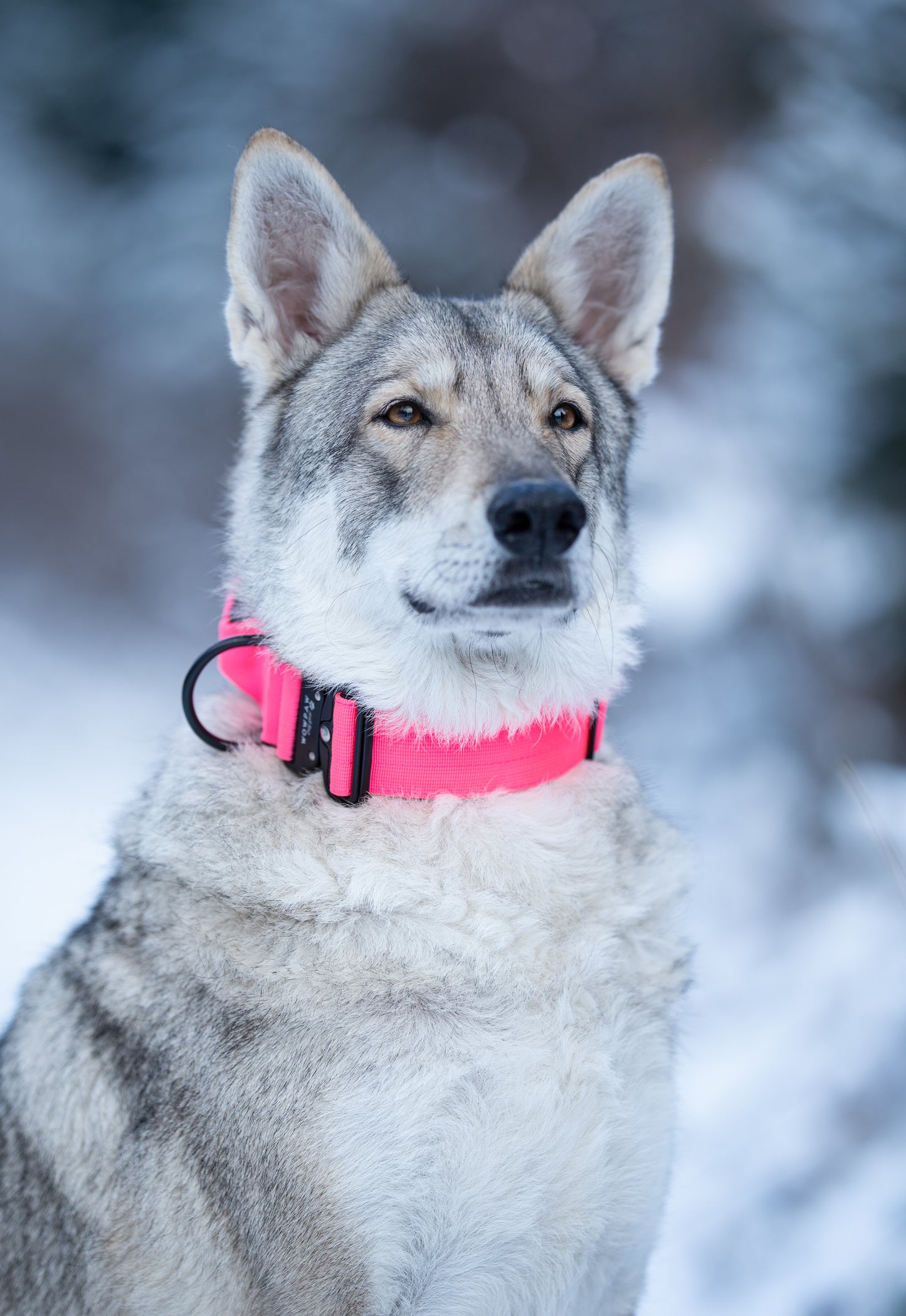 Hochwertiges taktisches Hundehalsband Neonpink Größe S