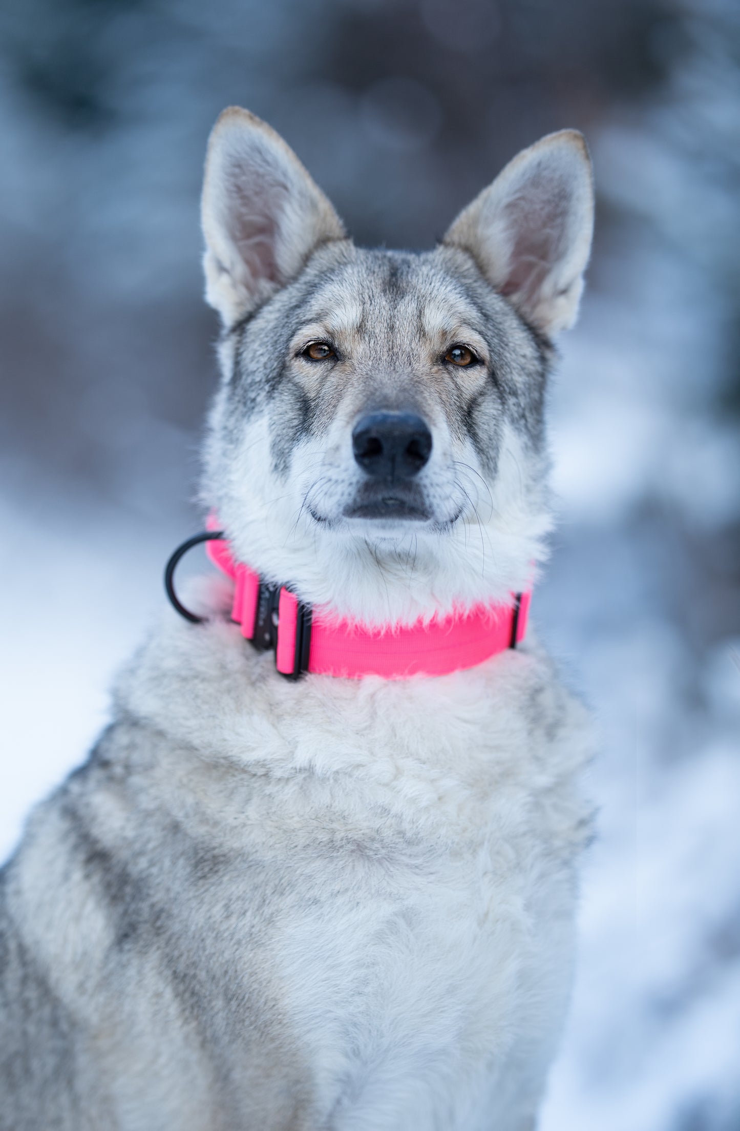 Collare tattico per cani di alta qualità rosa fluo taglia M