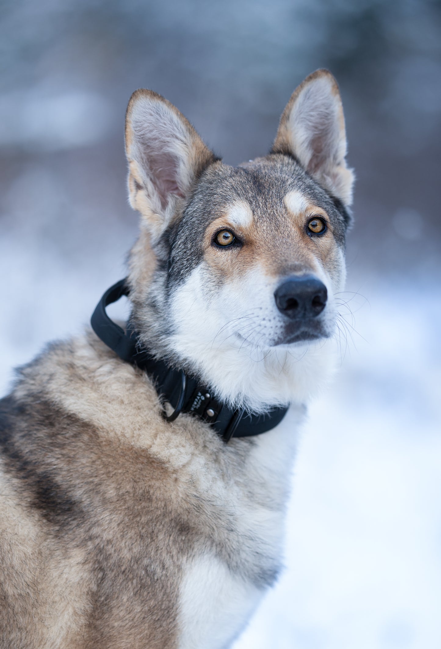 Collare tattico per cani di alta qualità nero taglia S