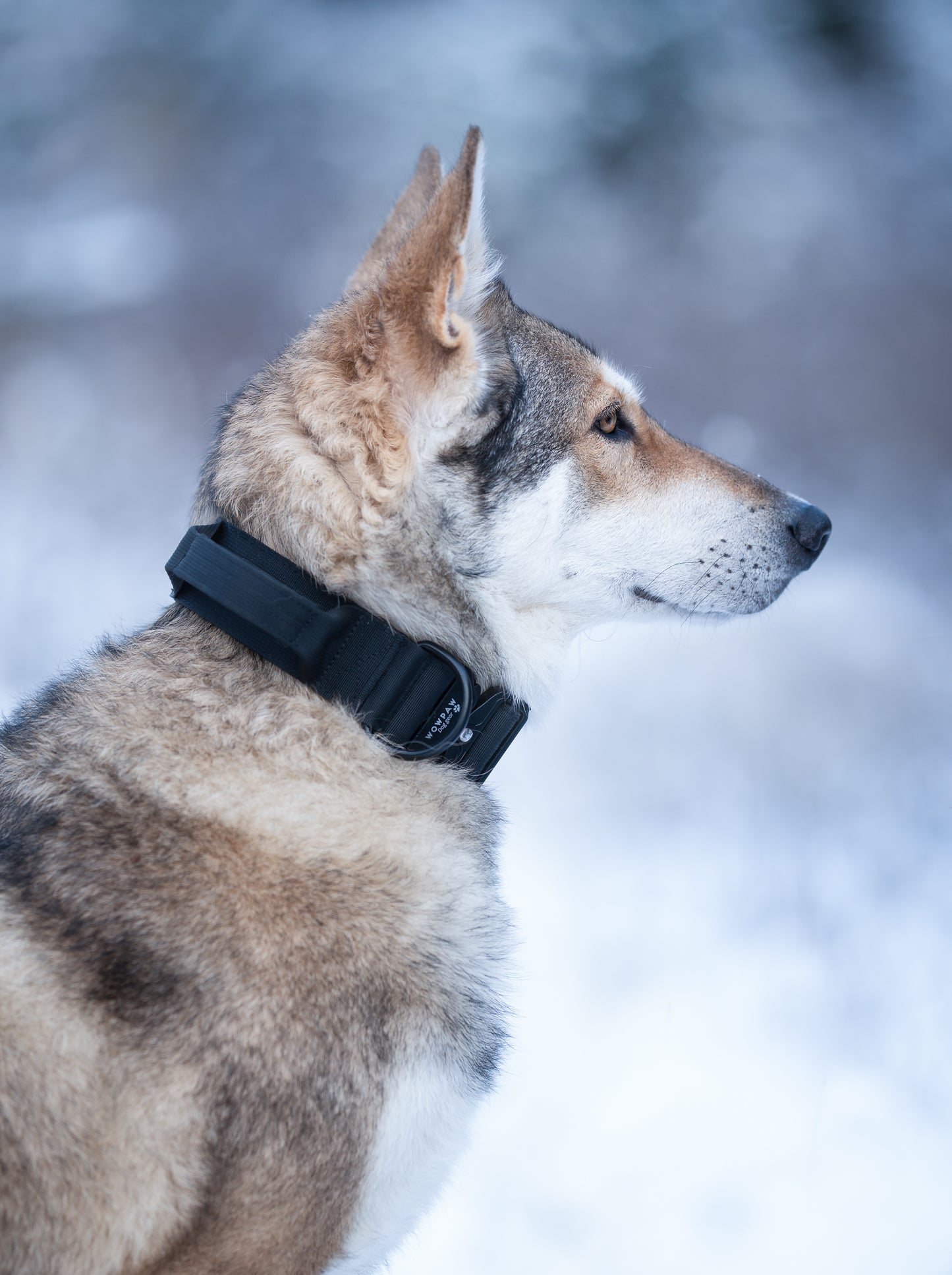 Hochwertiges taktisches Hundehalsband Schwarz Größe M