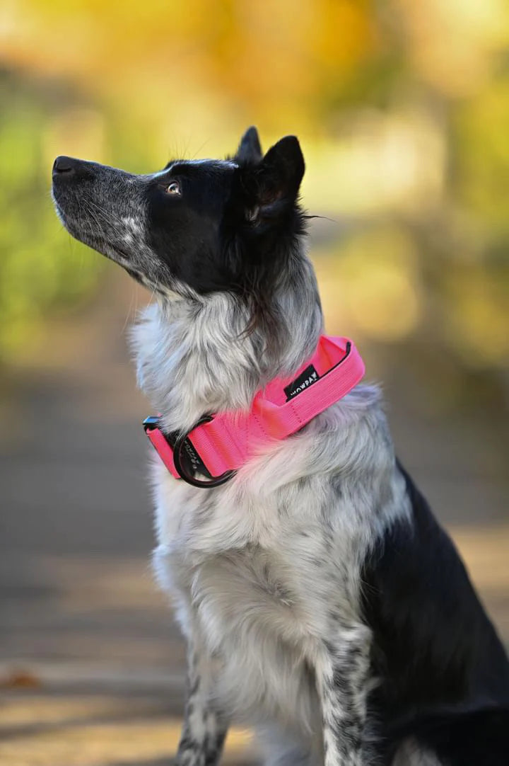 Collare tattico per cani di alta qualità rosa fluo taglia M