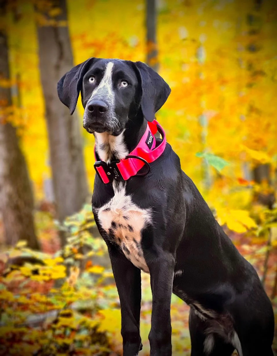 Hochwertiges taktisches Hundehalsband Neonpink Größe S