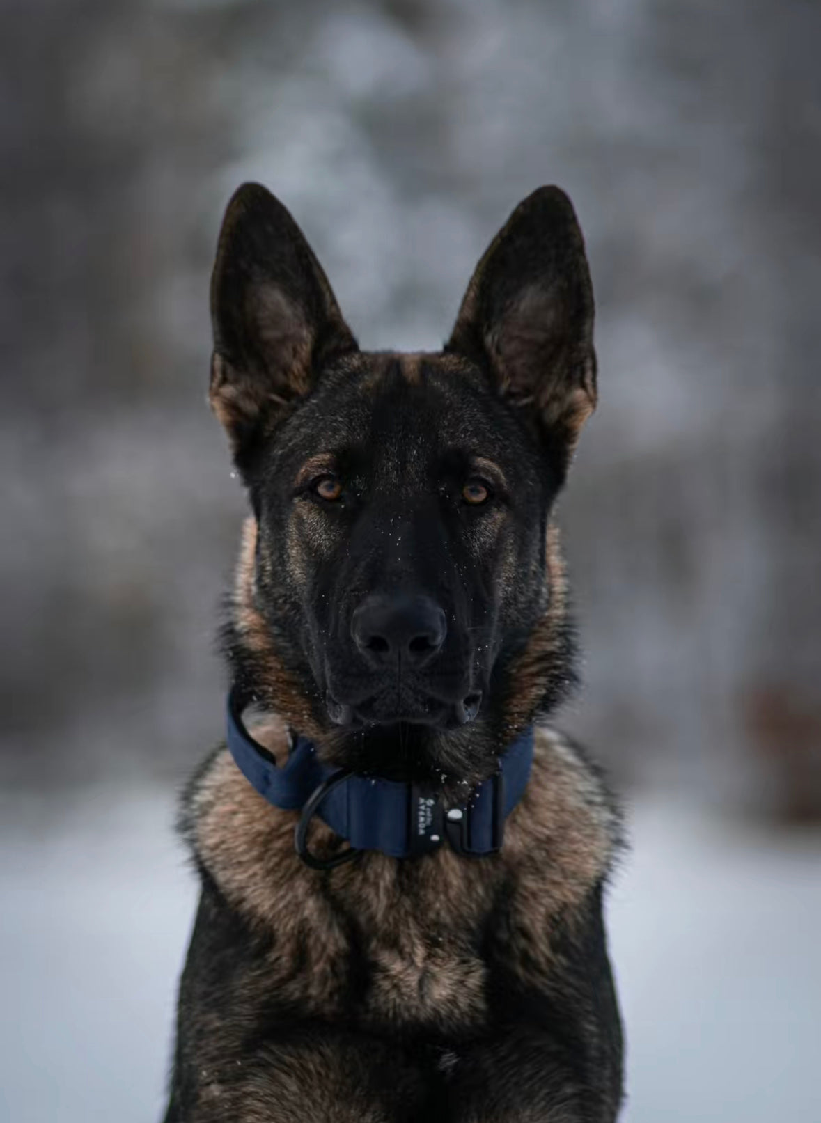 Collare tattico per cani di alta qualità blu navy taglia S