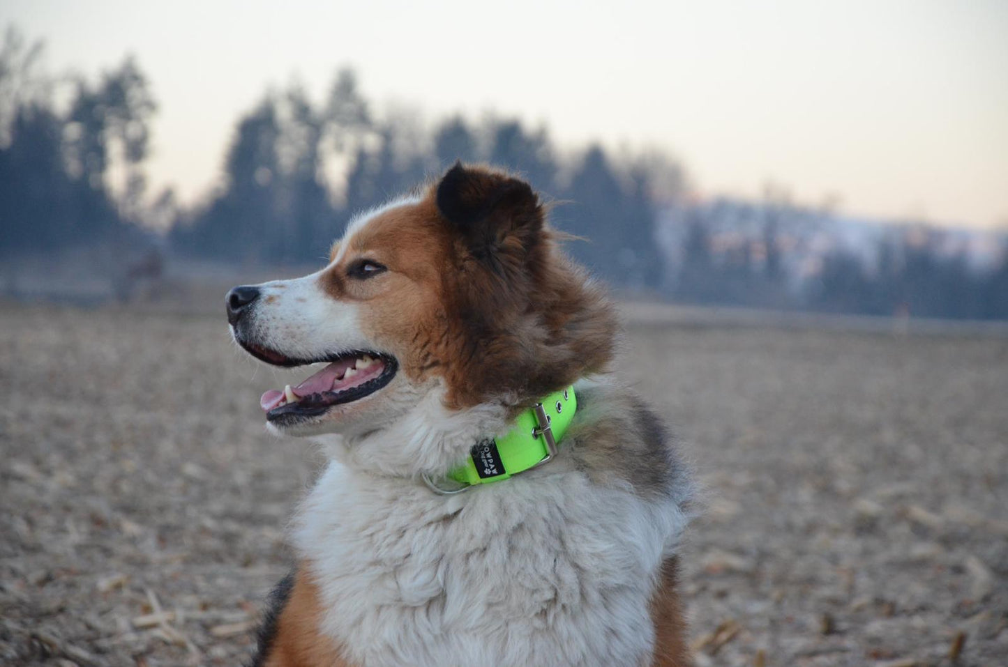 Hochwertiges Basic Hundehalsband Neongrün Größe M